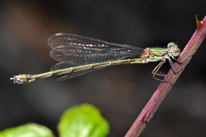 Chalcolestes... parvidens